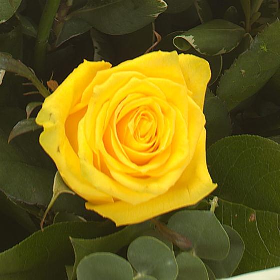 A Dozen Yellow Roses