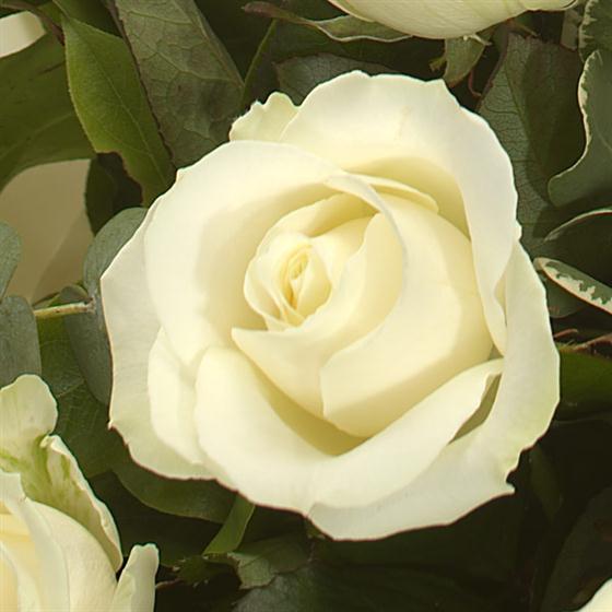 A Dozen White Roses