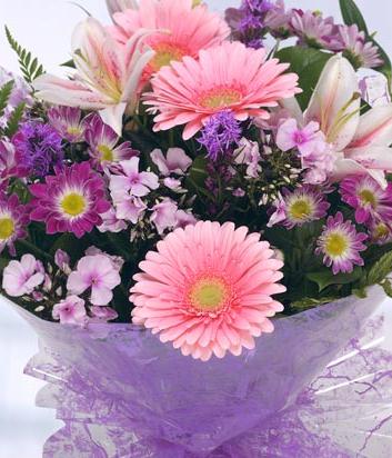 Purple and Pink Haze