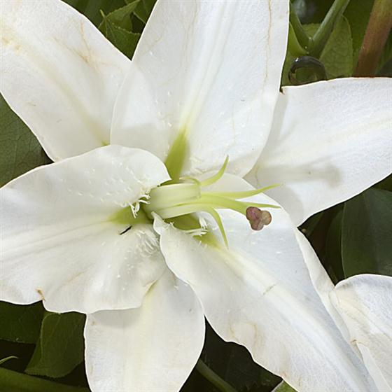 04 - Diamond Birthstone Bouquet (April)