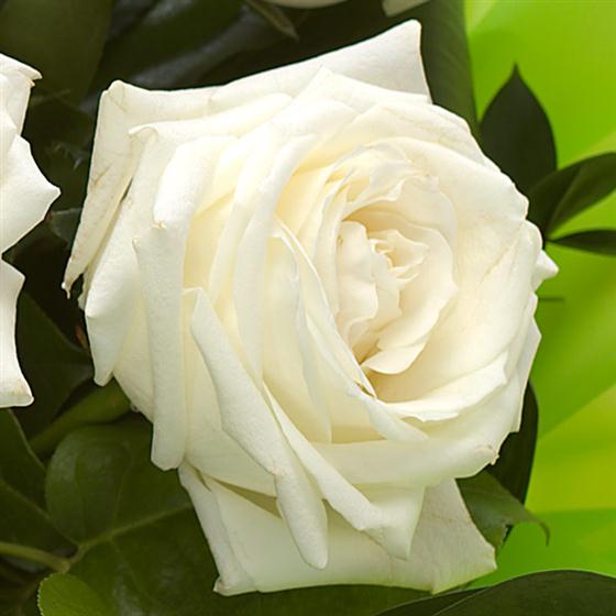 06 - Pearls Birthstone Bouquet (June)