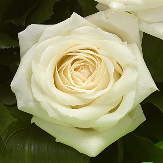 06 - Pearls Birthstone Bouquet (June)