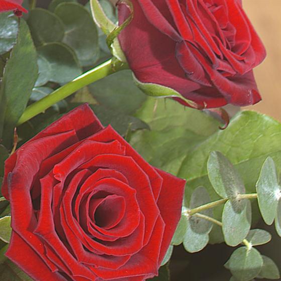 07 - Rubyred Birthstone Bouquet (July)