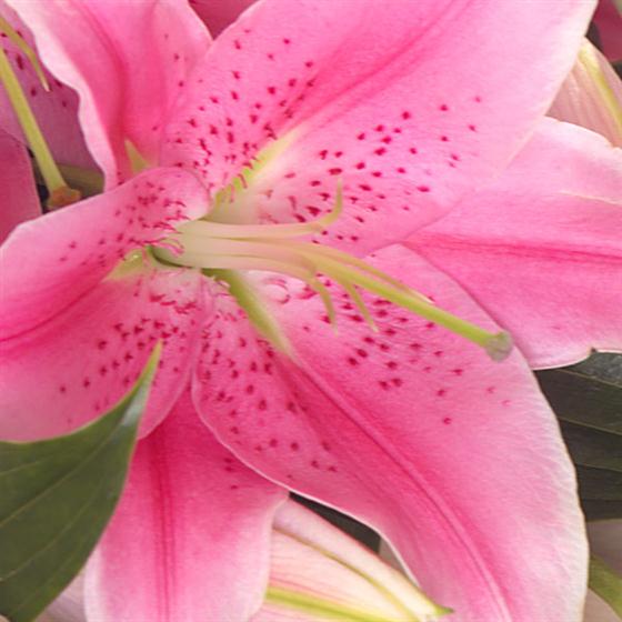 Simply Lilies Bouquet