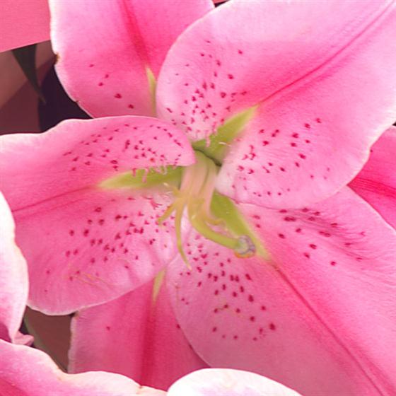 Simply Lilies Bouquet