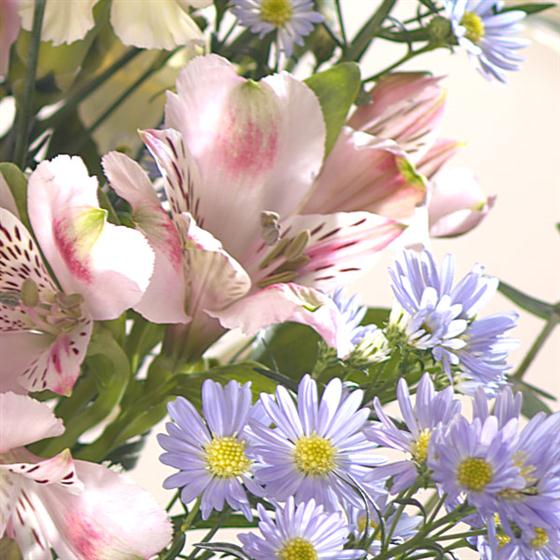 Soft Shades of Summer