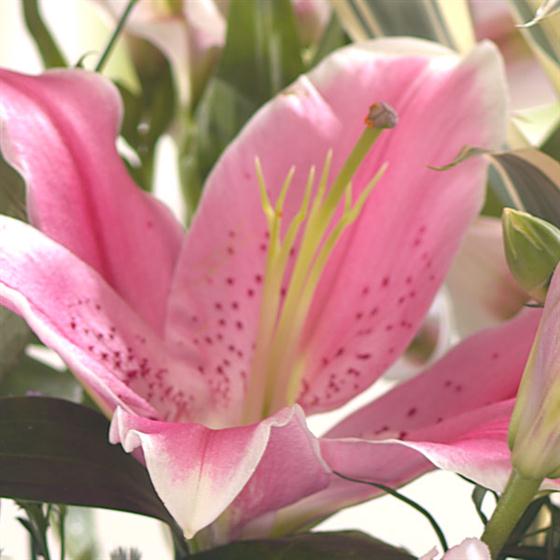 Soft Shades of Summer