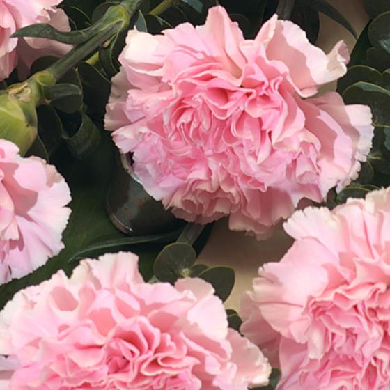 Strawberry Shortcake