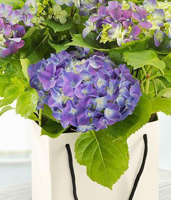 Blue Hydrangea