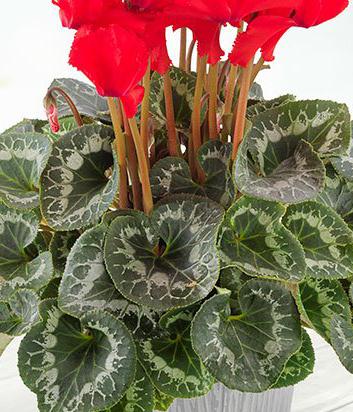 Cyclamen