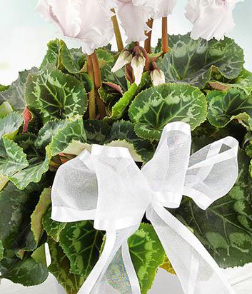 White Cyclamen