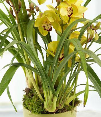 Cymbidium  Orchid
