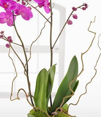 Pink Orchid Plant