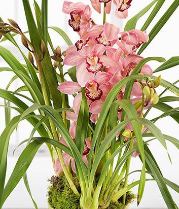 Pink Cymbidium