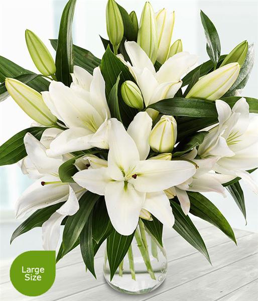 Pure White Lilies